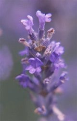 lavender flowering head