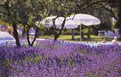Lavender and umbrellas