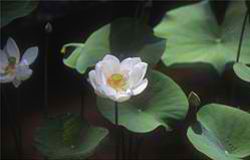 The serene beauty of a lotus pond