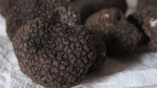 Aromatic truffles to delight our tastebuds on tour