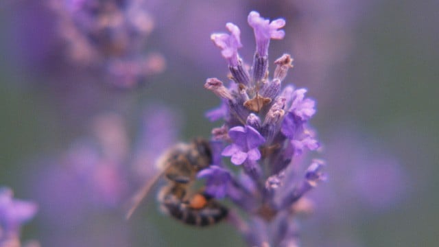 lavender with bee photo