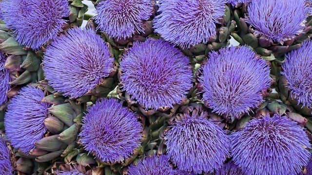 artichoke flowers