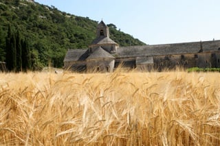 Abbey of Senanque in Provence with wheat fields