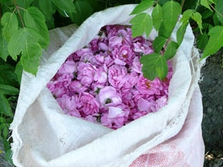 Fragrant freshly picked Rosa damascena