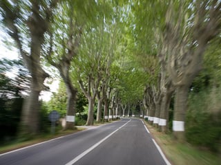 Cathedral of the trees in Provence
