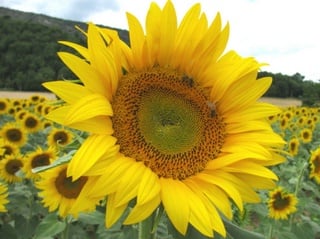 Bright and golden sunflower fields in the south of France