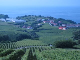 Vines by the sea in Spain