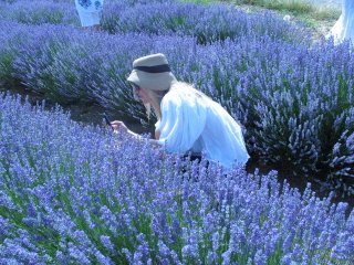 Lavender photo close-up