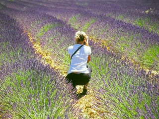 Glorious fields of blooming lavender in Provence
