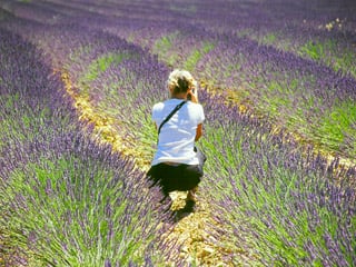 Sweeping lavender fields for walking, photos and smelling the delightful aromas