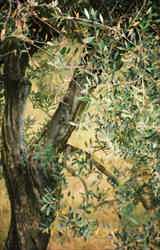 Ancient olive trees