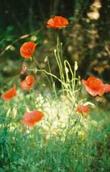 Poppies add a splash of colour in the forest