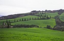 A beautiful winding road of cypress trees