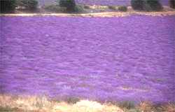 A fragrant carpet of fine lavender full of bees busily making miel de lavande
