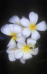 Fragrant frangipani flower