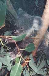 Close encounters with Koalas and other Australian native animals