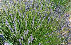 beautiful lavender bush in flower