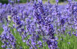 flowering lavender stalks