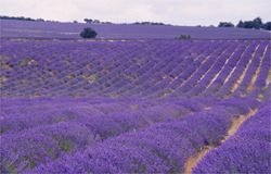 stunning fields of population lavender