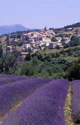 perhed village and clonal lavender during our essential provence tour