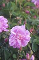 Fragrant Turkish rose awaiting picking to be distilled into rose oil.