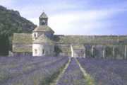 Abbey of Senanque in Provence with lavandin fields