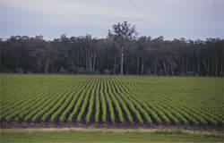 Field of tea tree