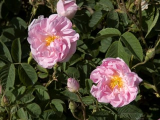 Aromatic roses, picked in the early morning